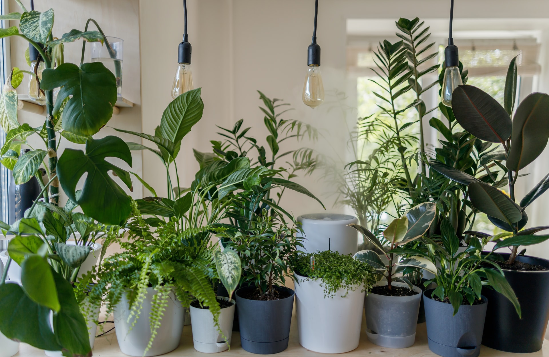 5 Impossible To Kill House Plants