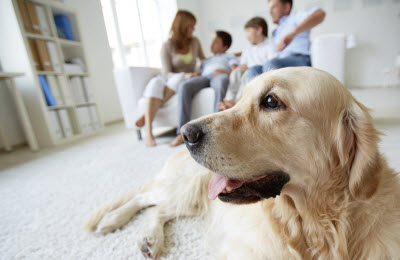 What Are the New Laws for Renters with Pets? 