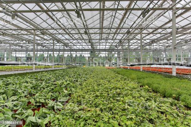 5 Things to Know Before Your Greenhouse Construction