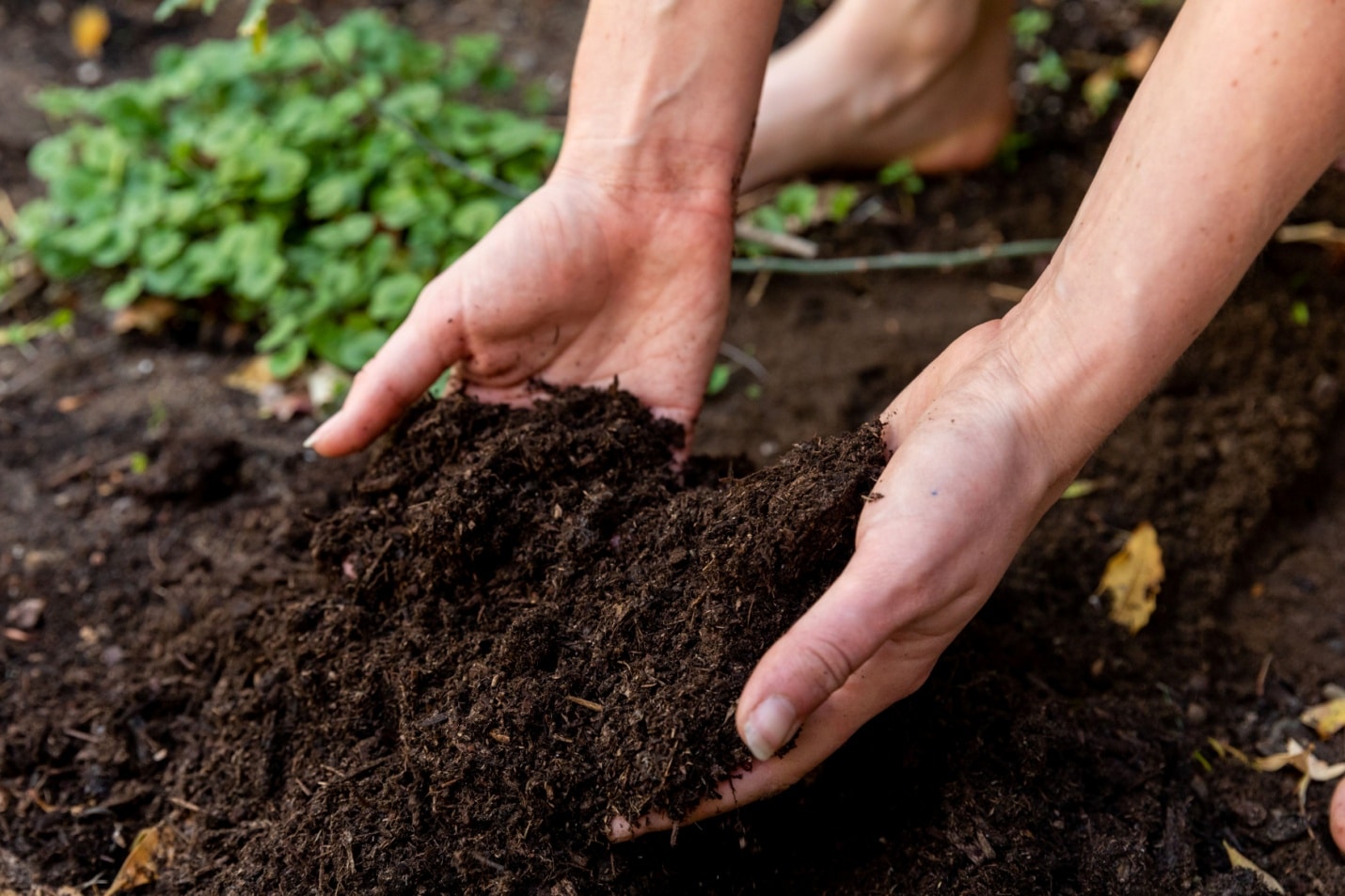 Four Simple Do-It-Yourself Soil Tests