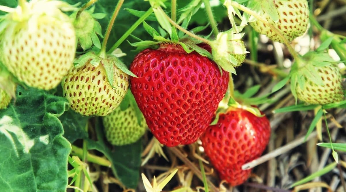 10 Tips for Picking the Best Strawberry Growing Location