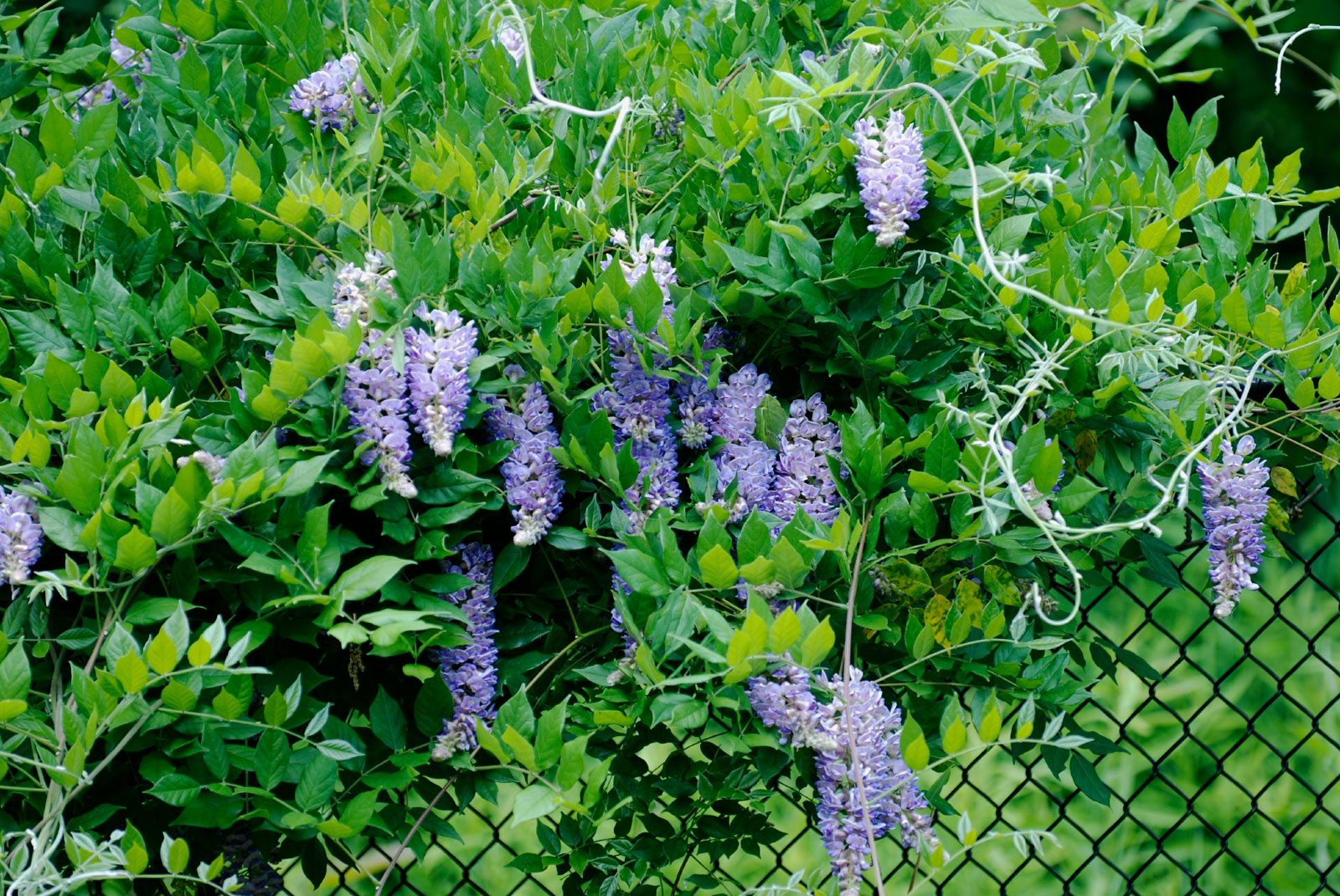 What Is The Best Climbing Plant To Cover A Fence?