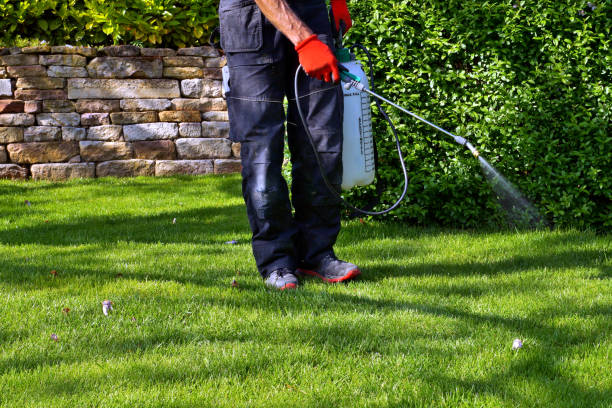 Ten Reasons to Call Professionals to Eliminate Pests