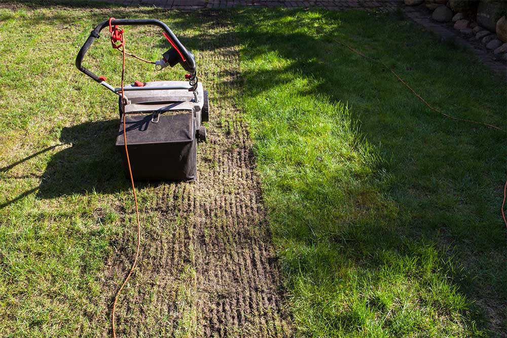 Lawn Dethatching Services
