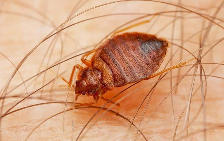 The Ultimate Guide to Bed Bug Pest Control for Your Home