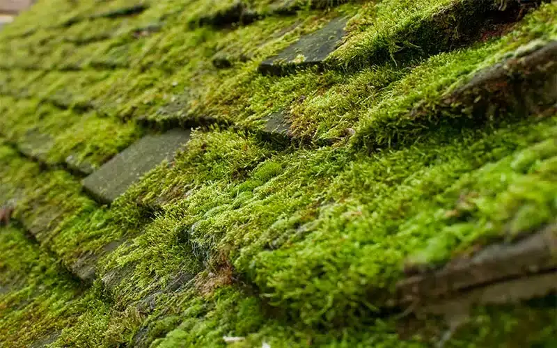 Dealing With Algae Or Moss On Roof- The Essential Aspects To Know