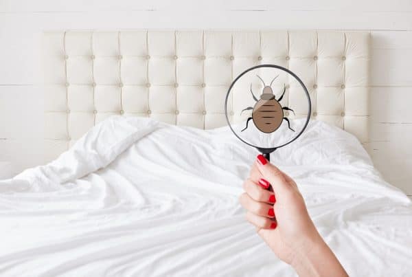 6 Signs of Bed Bugs in Your Home