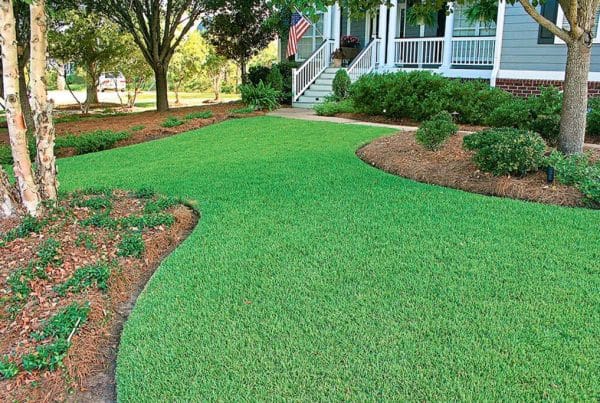 Having a Green Lawn Without Using Harmful Chemicals
