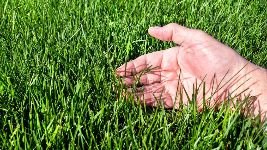 Understanding Fescue Grass at a Glance